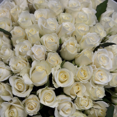 75 білих троянд 50 см фото