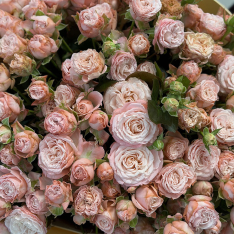 33 кущові троянди Madam Bombastic фото