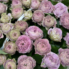 Композиция в корзине из 51 нежно-фиолетовой розы фото