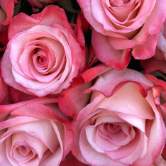 101 еквадорська троянда 60 см в асортименті buketland.ua 101 еквадорська троянда 60 см в асортименті фото