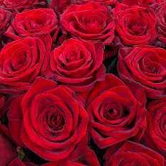 101 червона троянда 60 см фото