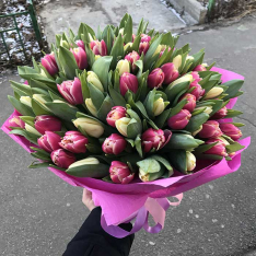 101 тюльпан мікс в асортименті 