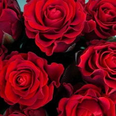 11 червоних троянд 50 см фото