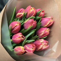 11 peony tulips in stock photo