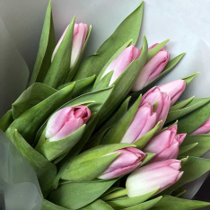 11 рожевих тюльпанів фото