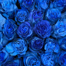101 голландских синих роз 60 см фото