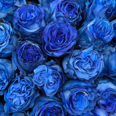 51 голландских синих роз 60 см фото