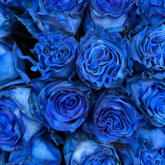 77 голландских синих роз 60 см фото