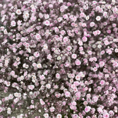 Dutch Pink Gypsophila photo