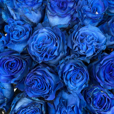 Голландская синяя роза 60 см фото