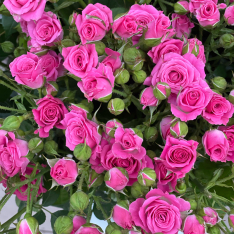 Кустовая роза Лавли Лидия 60 см фото