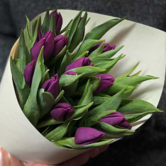 15 purple tulips photo
