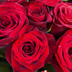 15 red roses 60 cm buketland.ua 15 red roses 60 cm photo