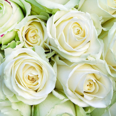 151 біла троянда 60 см фото