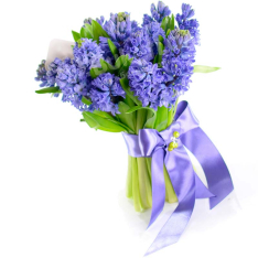 17 hyacinths in assortment photo