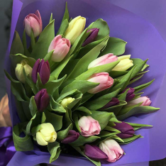 21 tulip mix (3 colors) photo