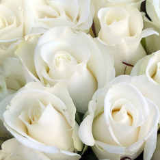 25 white roses 50 cm photo