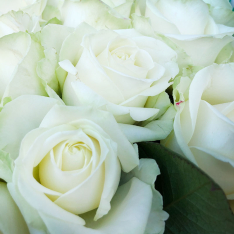 25 white rose 60 cm photo