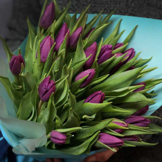 25 фіолетових тюльпанів фото