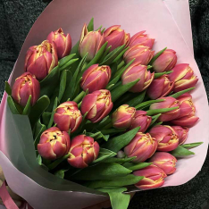 25 peony tulips in stock photo