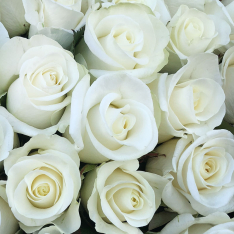 33 white rose 50 cm photo