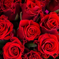 33 красных роз 50 см фото