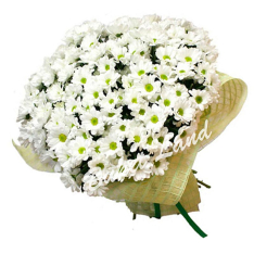 35 белая хризантема фото