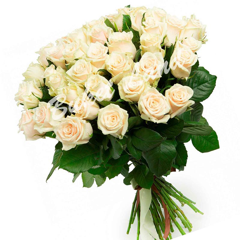 51 beige rose Talea 60 cm - buy flowers with delivery | BUKETLAND
