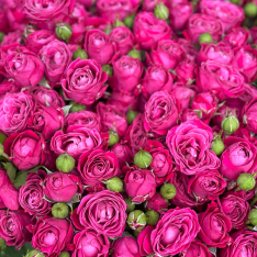 Кустовая пионовидная роза Марвелоуз Баблз  фото