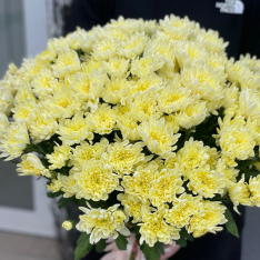15 желтых хризантем  фото