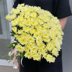15 желтых хризантем  фото