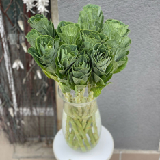 Brassica photo