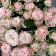 Кустовая пионовидная роза Бомбастик 50-60 см фото