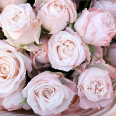 Букет из 17 кустовых роз Бомбастик фото
