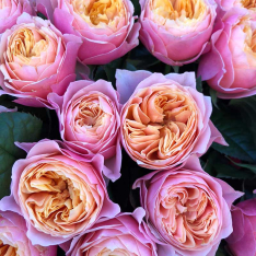 Букет з 37 піоноподібних троянд фото
