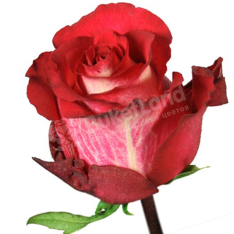 Еквадорська троянда 60 см в асортименті фото