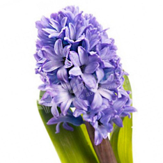 Hyacinth in assortment photo