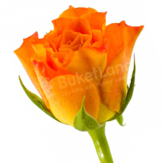 Кенийская роза 50 см в ассортименте фото