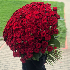 301 МЕТРОВА червона троянда фото