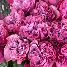Голландская пионовидная роза Квин Краун фото