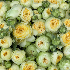 Кустовая пионовидная роза Пиони Баблз фото
