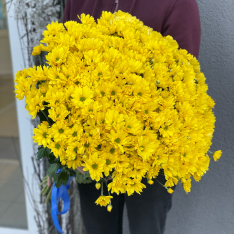 35 желтых хризантем  фото