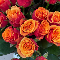 Оранжевая Роза Эспана 70 см фото