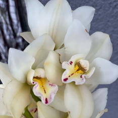 Orchid Cymbidium in assortment photo