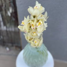 Orchid Cymbidium in assortment photo