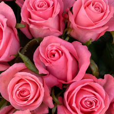 Троянда Карина 100 см фото