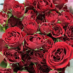Кенийская кустовая роза Velvet Blossoms 60 см фото