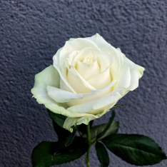 Белая роза Аваланч 50 cм фото