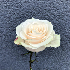 Голландская белая роза Мондиаль 80 см фото
