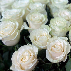 Голландская белая роза Мондиаль 80 см фото